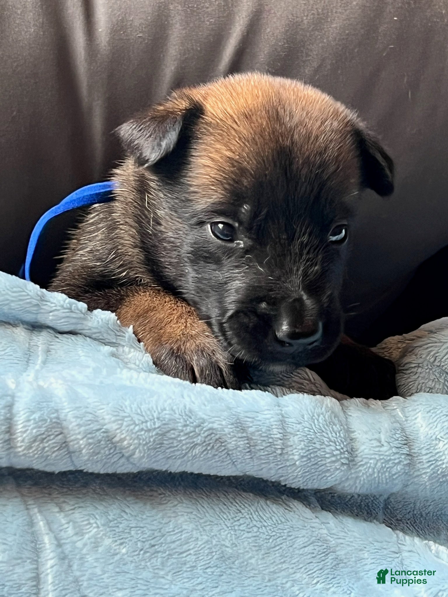 Belgian Malinois dogs Boy 2 - Ad 19