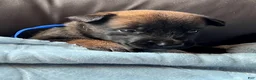 Belgian Malinois dogs for sale: Boy 2 - Ad 1