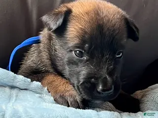 Belgian Malinois dogs Boy 2 - Ad 19