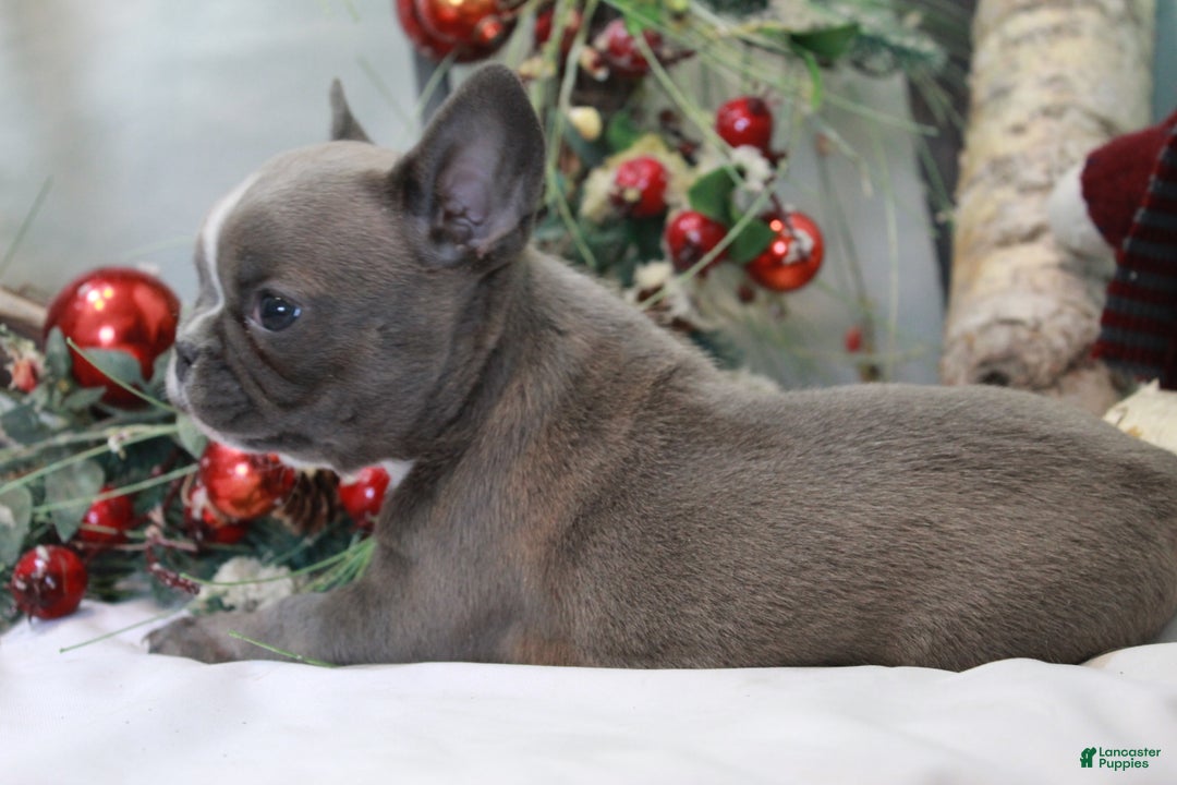 Frenchton dogs for sale: Bella  - Ad 4