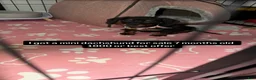 Miniature Dachshund dogs for sale: Miniature Dachshund 1 - Ad 3