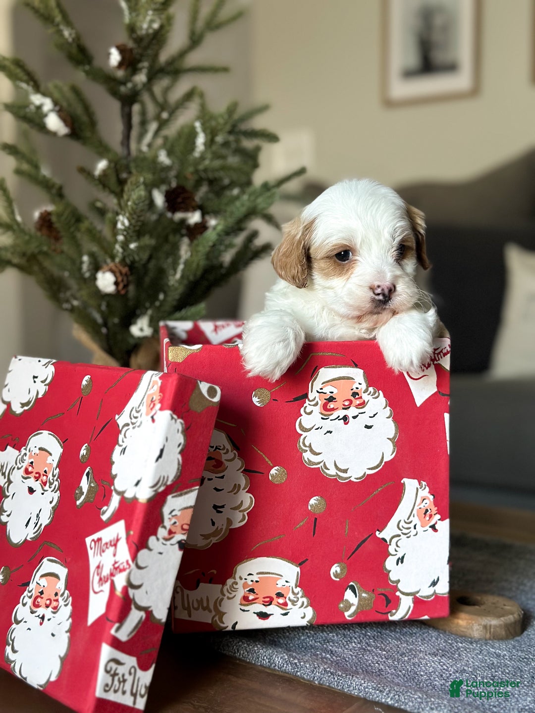 Cavachon dogs for sale: Buzz - Ad 9