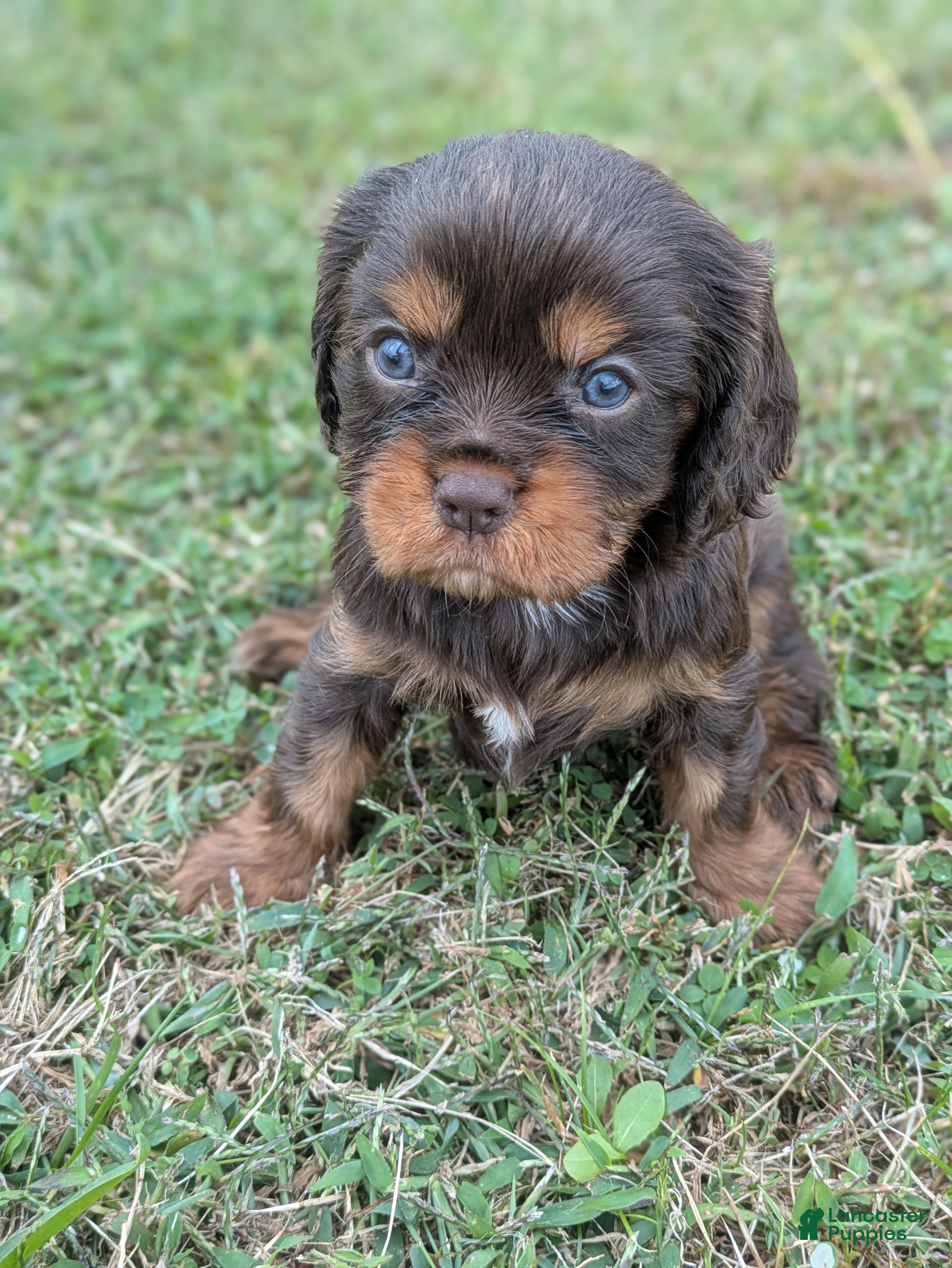 Cavalier King Charles Spaniel dogs Chocolate Male - Ad 5
