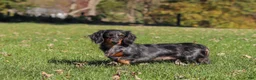 Miniature Dachshund dogs for sale: Frank - Ad 23