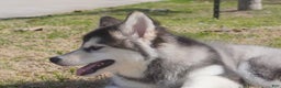 Alaskan Malamute dogs for sale: Dong Dong - Ad 20