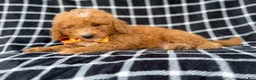 Mini Goldendoodle dogs for sale: Lenny - Ad 2
