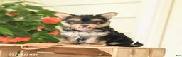 Morkie dogs for sale: Honey - Ad 2