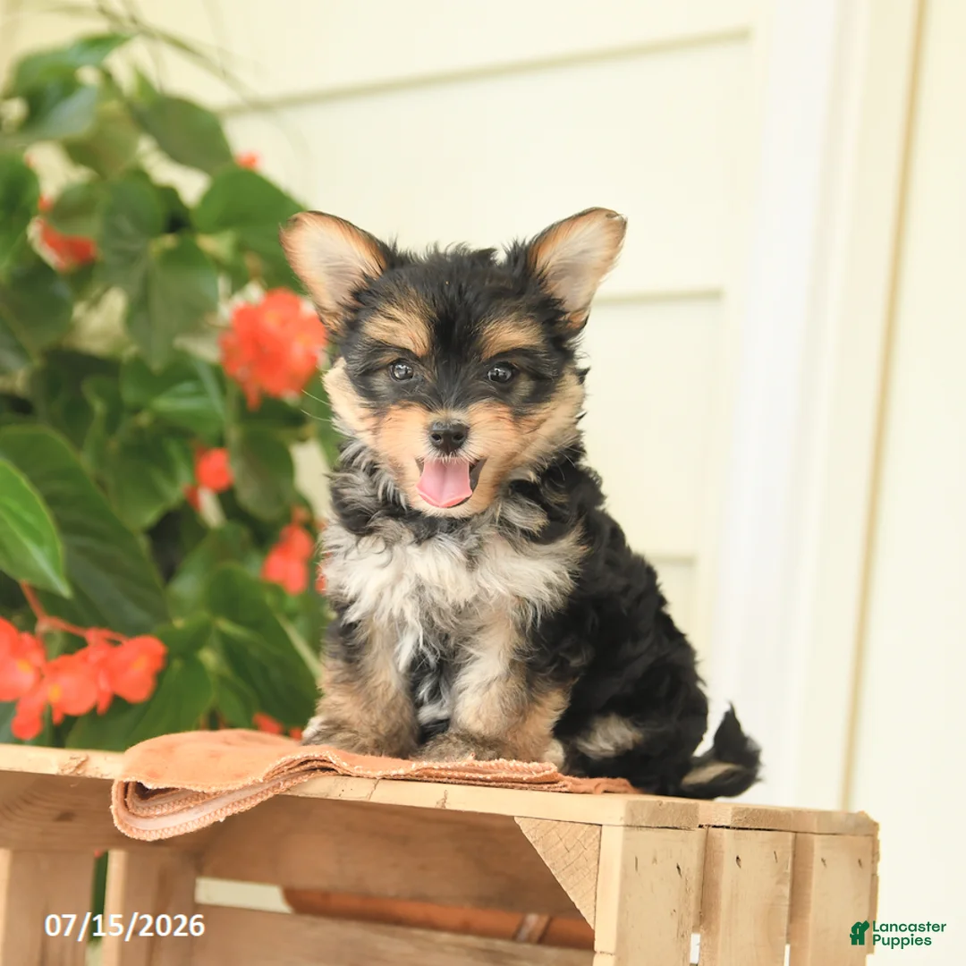 Morkie dogs for sale: Honey - Ad 2