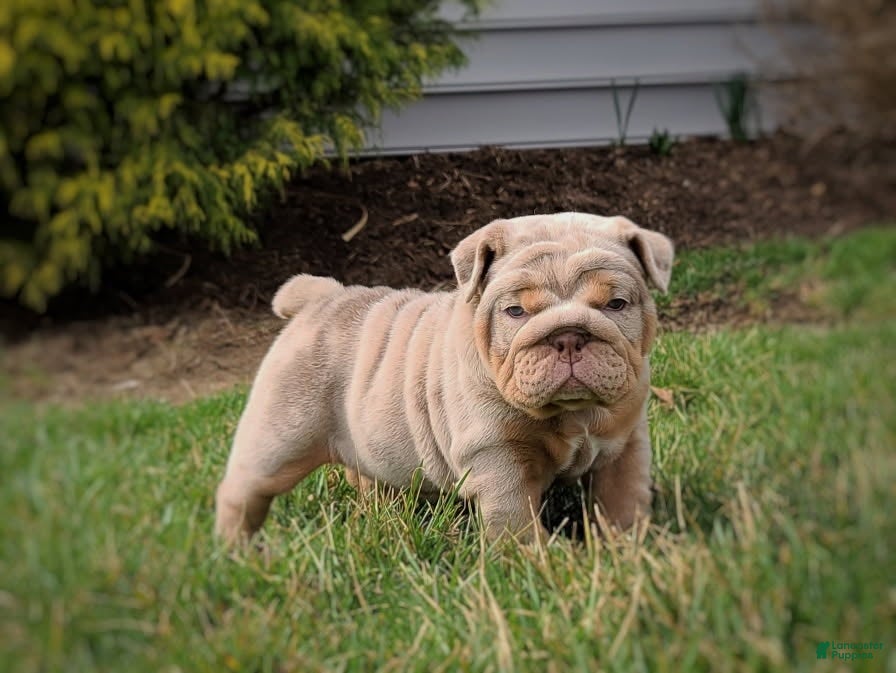 English Bulldog dogs Taffy - Ad 1