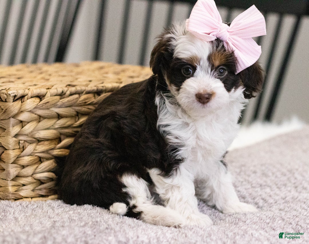 Mini Aussiedoodle dogs for sale: Lucy-petite size - Ad 5