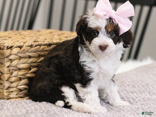 Mini Aussiedoodle dogs Lucy-petite size - Ad 3