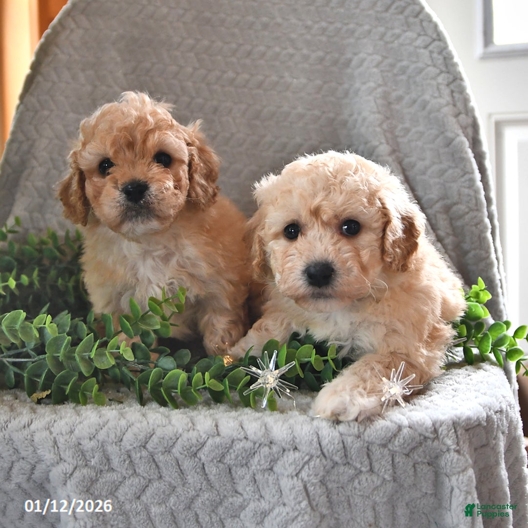 Cavachon dogs for sale: Miles - Ad 5