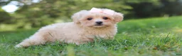 Maltipoo dogs for sale: Annie - Ad 3