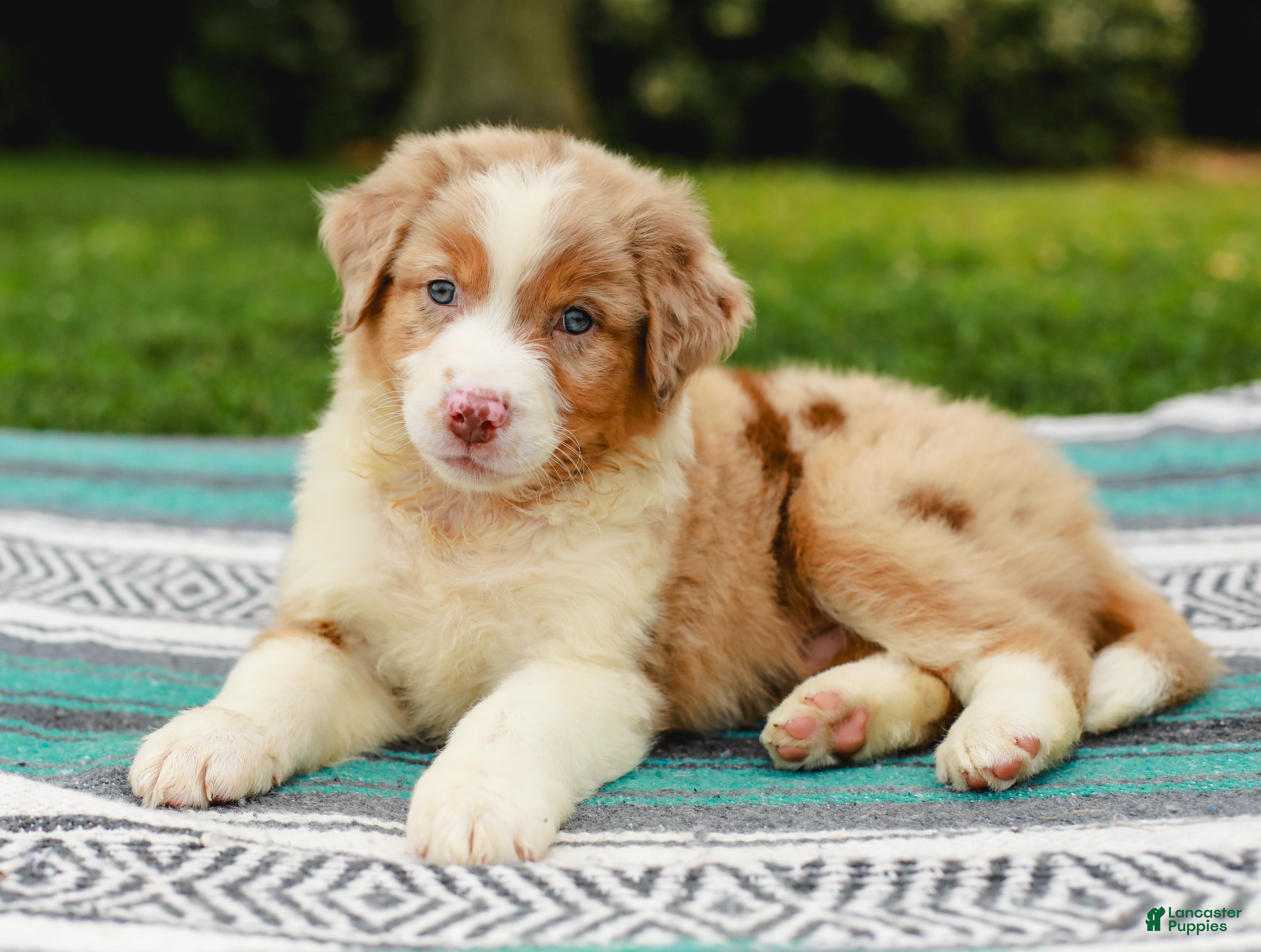 Australian Shepherd dogs Mikey - Ad 1