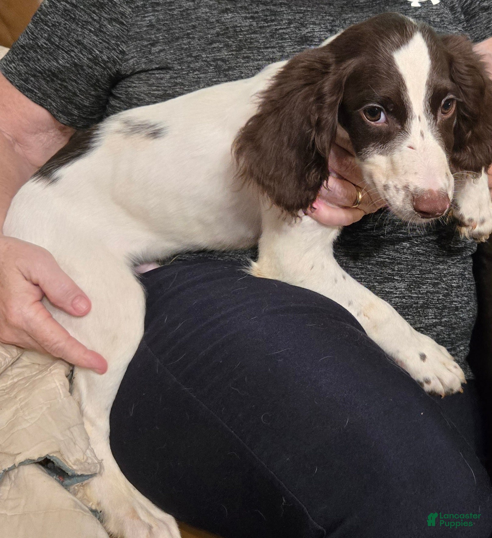 English Springer Spaniel dogs Boomer - Ad 2