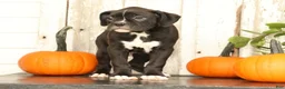Boxer dogs for sale: Flash - Ad 7