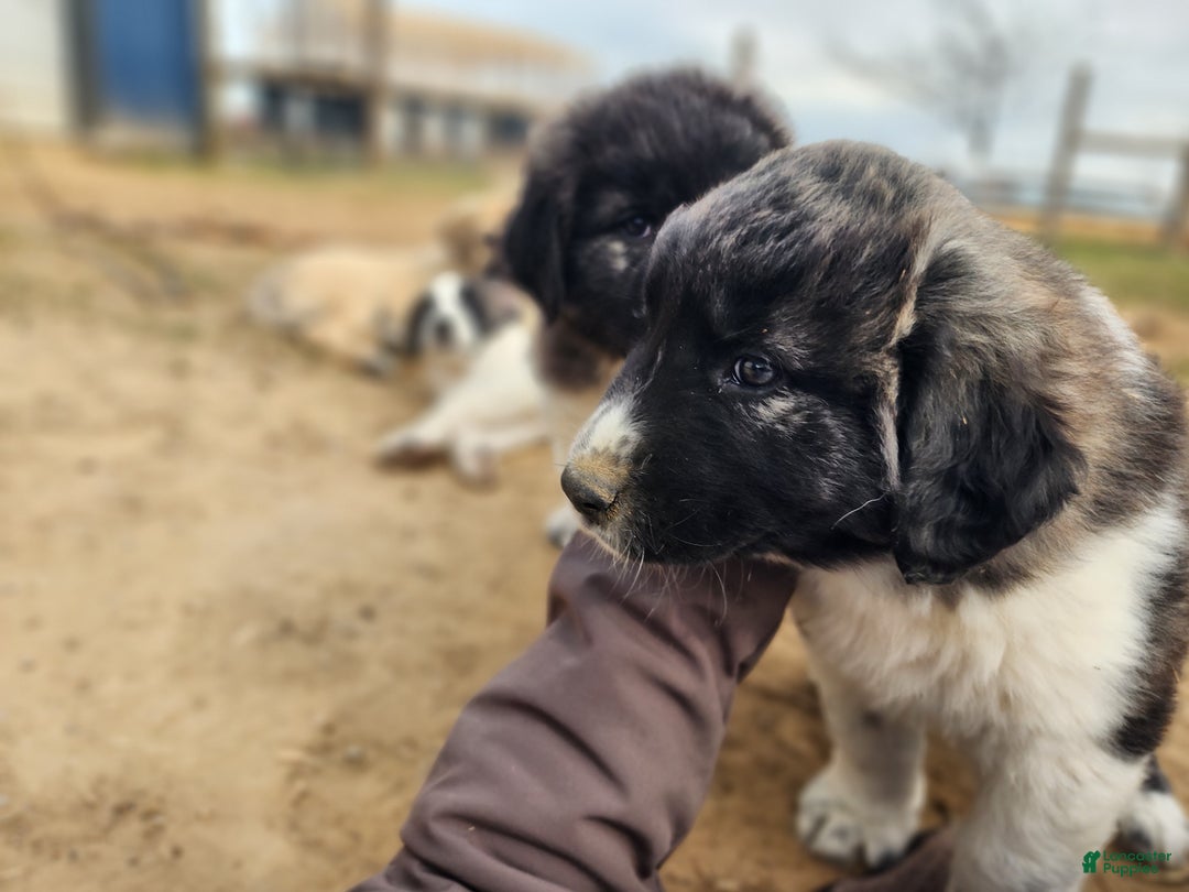 Anatolian Shepherd dogs for sale: Zena 2025 F1 ASD puppy - Ad 10
