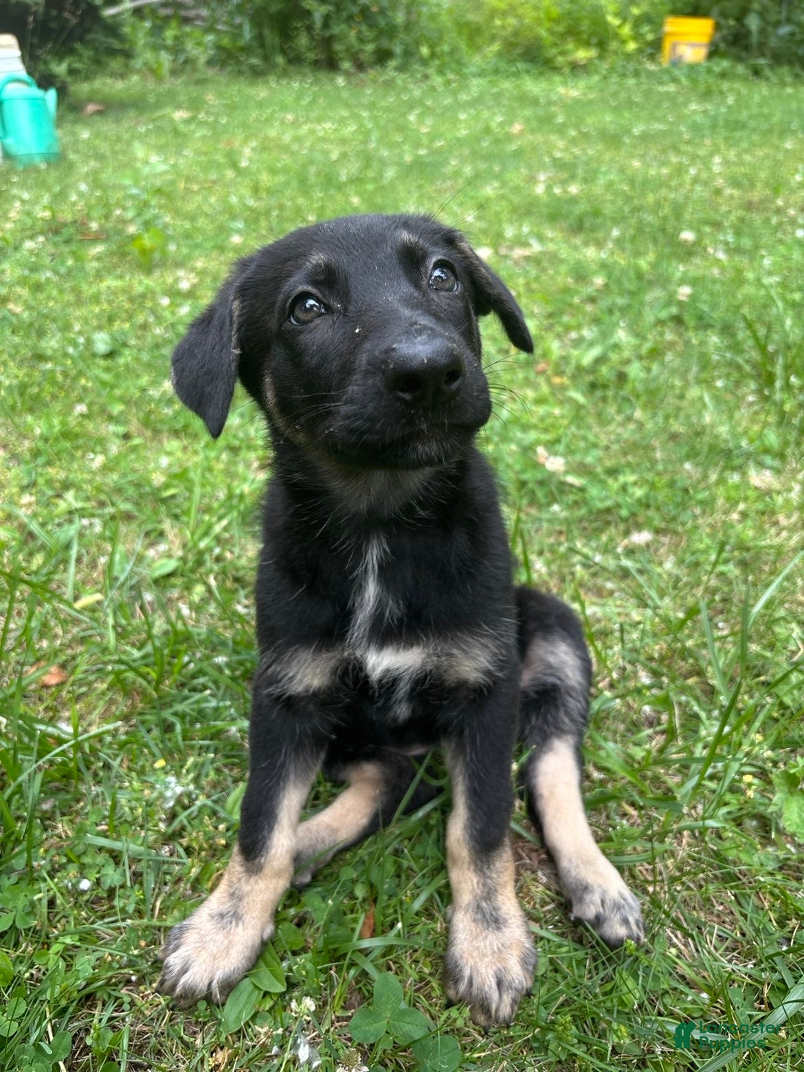 German Shepherd dogs German Shepherd 2 - Ad 17