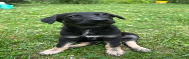 German Shepherd 2