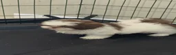 Shih Tzu dogs for sale: Lucy - Ad 3