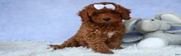 Cavapoo dogs for sale: TASHA - Ad 1