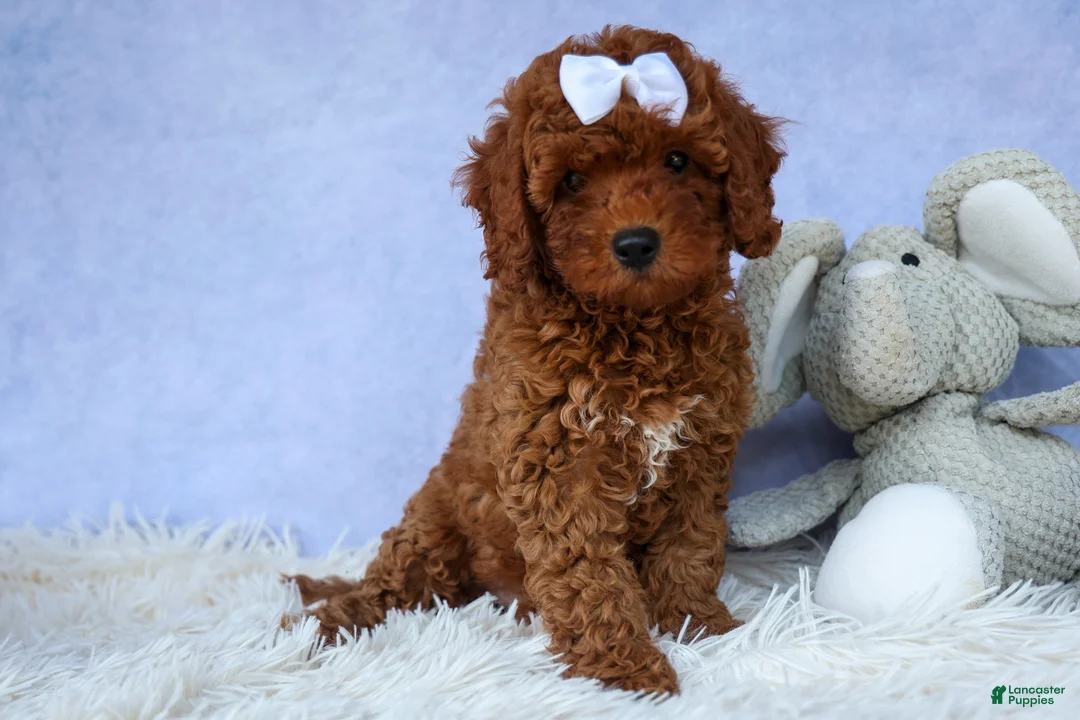 Cavapoo dogs for sale: TASHA - Ad 1
