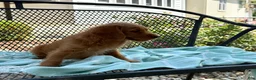 Mini Goldendoodle dogs for sale: Gus - Ad 7