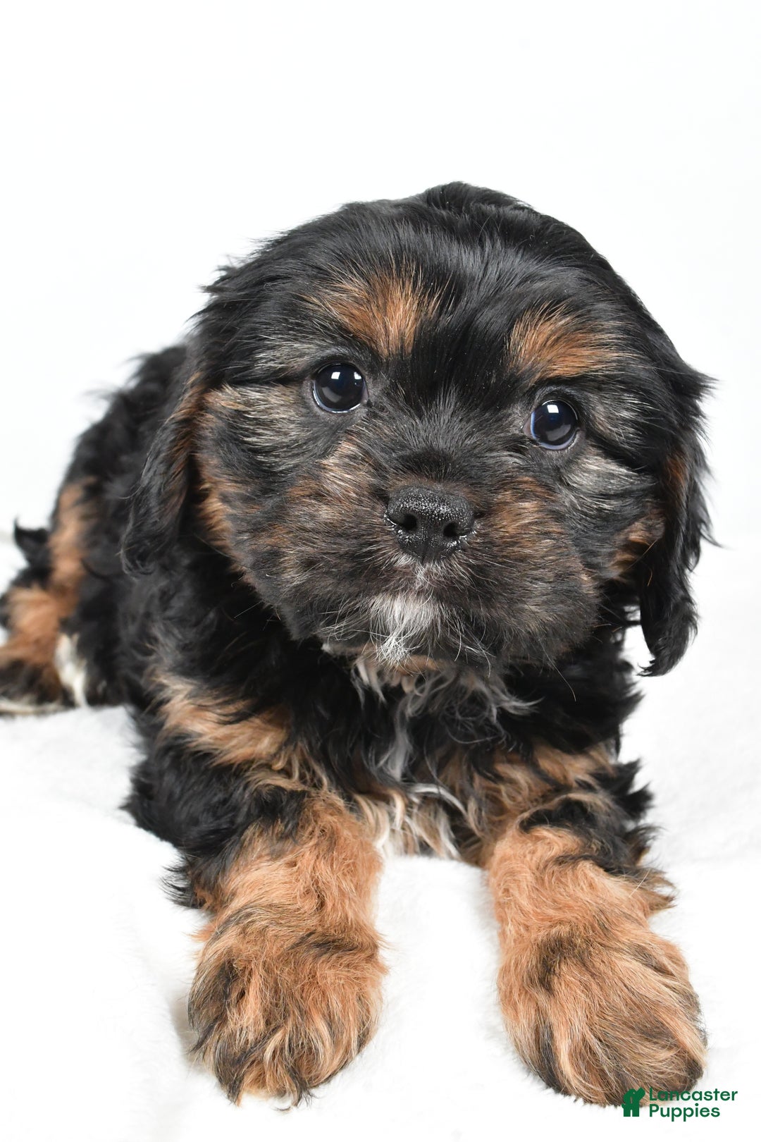 Cavapoo dogs for sale: Pudge f one b - Ad 4