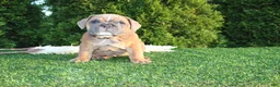 English Bulldog dogs for sale: Debbi - Ad 3