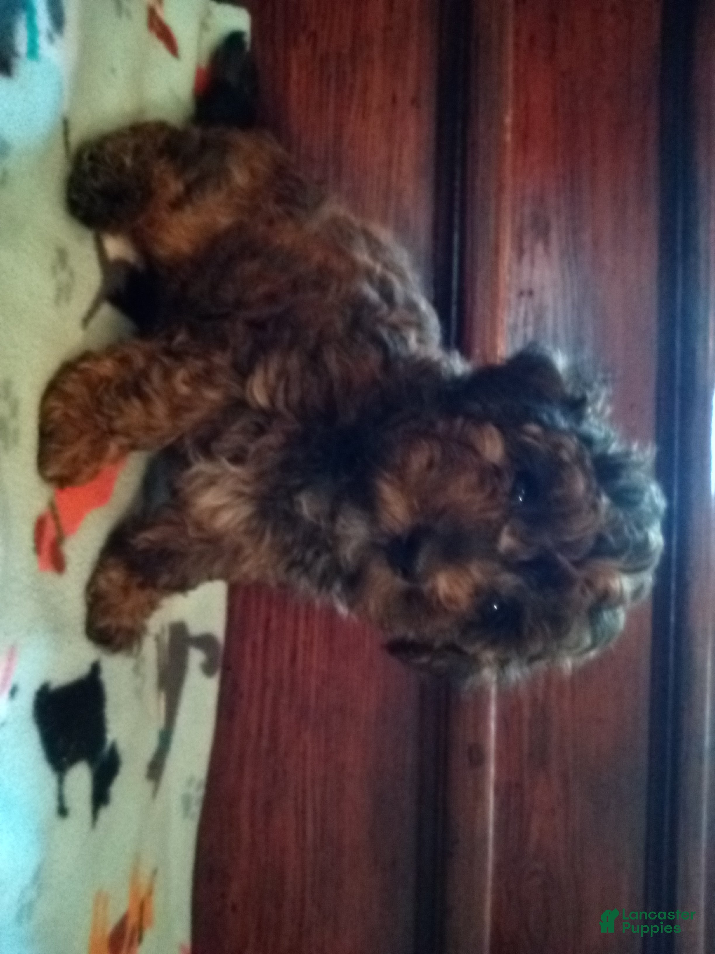 Havapoo dogs Nile - Ad 2