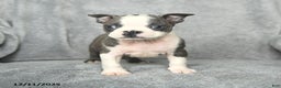 Boston Terrier dogs for sale: Sylvester - Ad 5