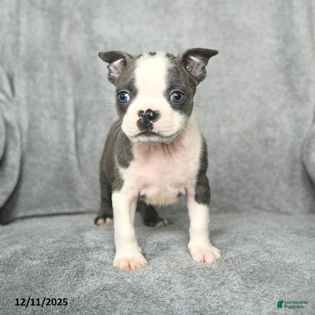 Boston Terrier dogs for sale: Sylvester - Ad 5
