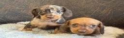 Miniature Dachshund dogs for sale: Daisy - Ad 5