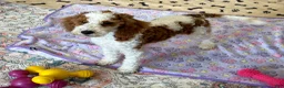 Mini Goldendoodle dogs for sale: Rita - Ad 1