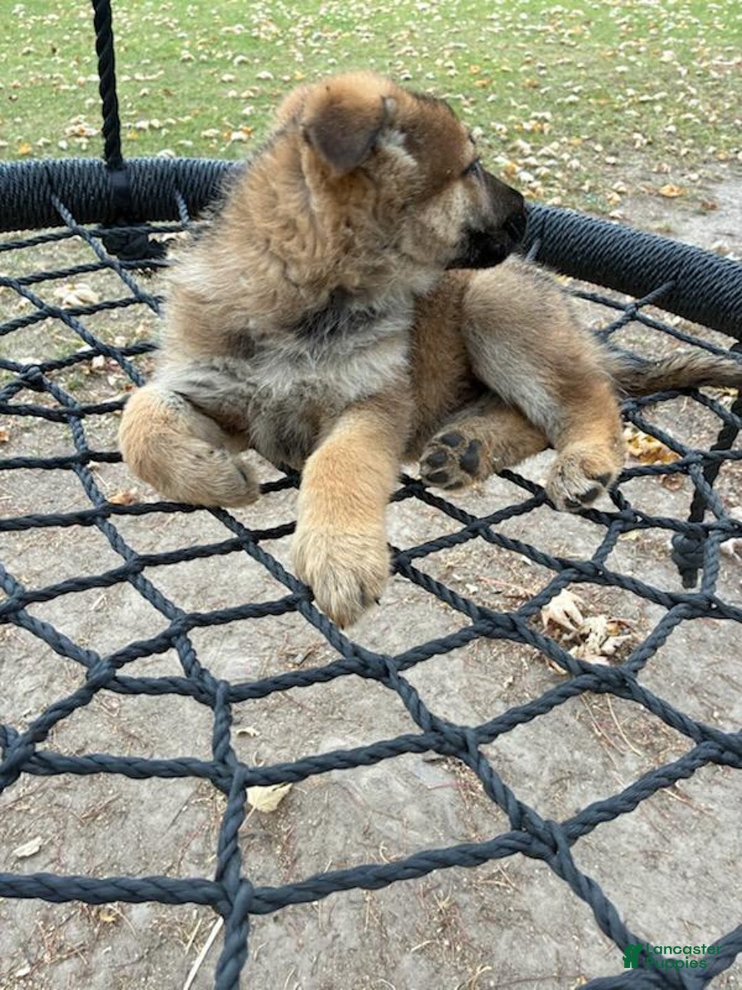 German Shepherd dogs for sale: Sawyer - Ad 2