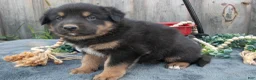Mixed Breed dogs for sale: General - Ad 3