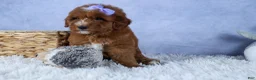 Mini Goldendoodle dogs for sale: 🐾 Meet Natasha – F2B Mini Goldendoodle Puppy 🐾 - Ad 11