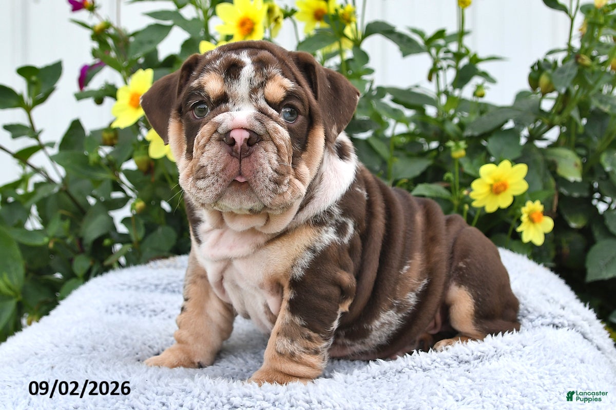 English Bulldog dogs Prince - Ad 2