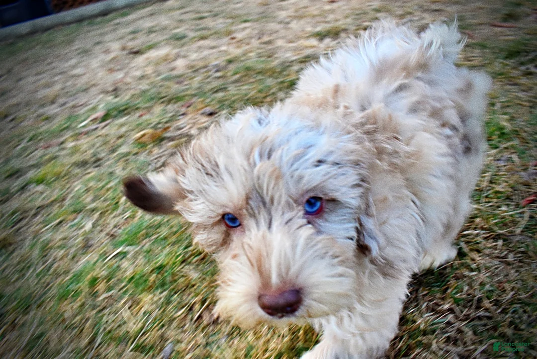 Havapoo dogs for sale: Webster - Ad 29