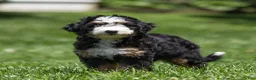 Bernedoodle dogs for sale: Pippa Bernedoodle Puppy  - Ad 2