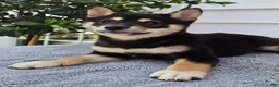 Shiba Inu dogs for sale: Turbo - Ad 4