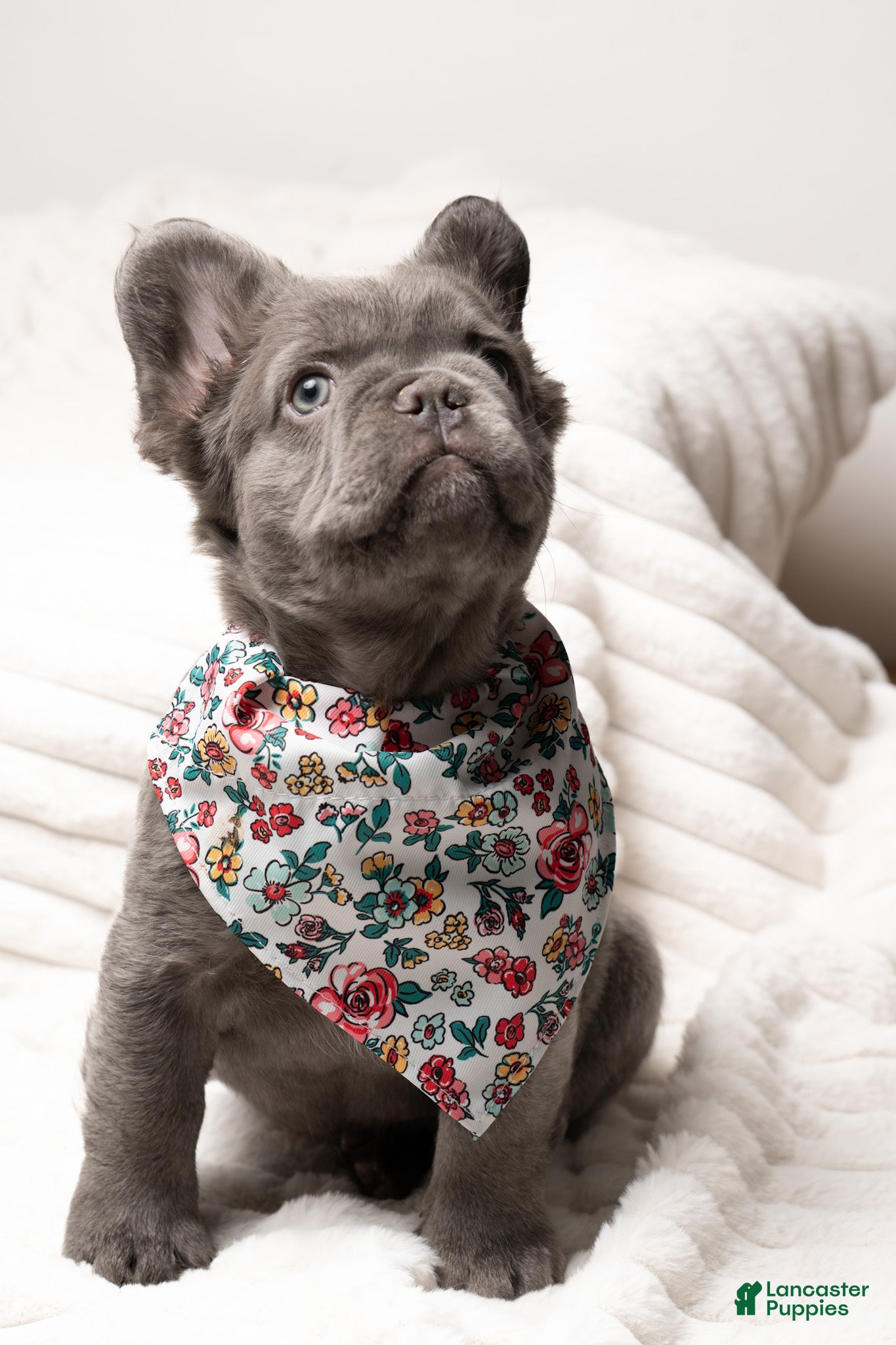French Bulldog dogs CHERRY  - Ad 2