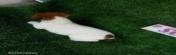 Jack Russell Terrier dogs for sale: Tate - Ad 4