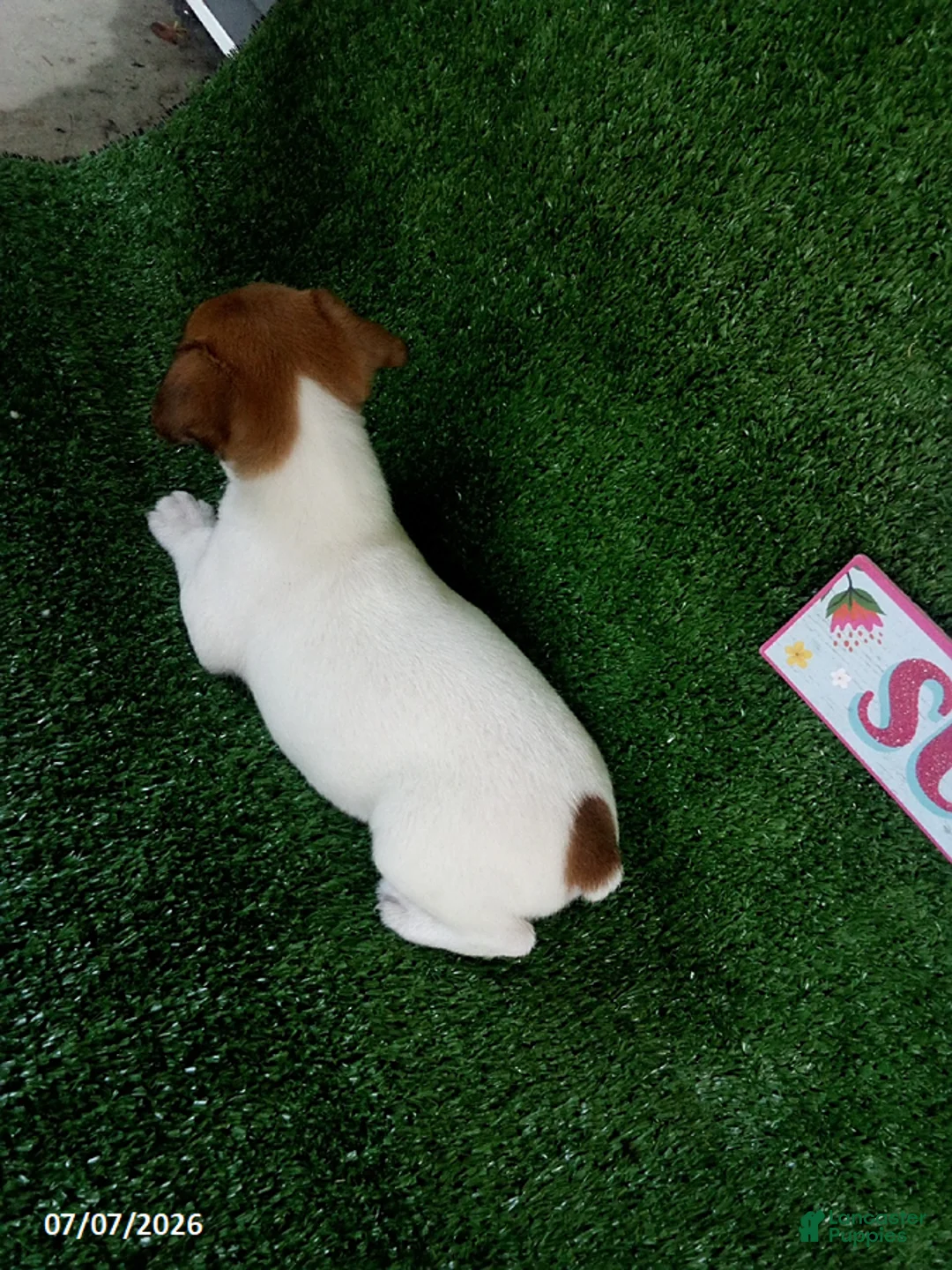 Jack Russell Terrier dogs for sale: Tate - Ad 4