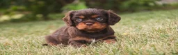 Cavalier King Charles Spaniel dogs for sale: Penelope Cavalier King Charles Spaniel  - Ad 5