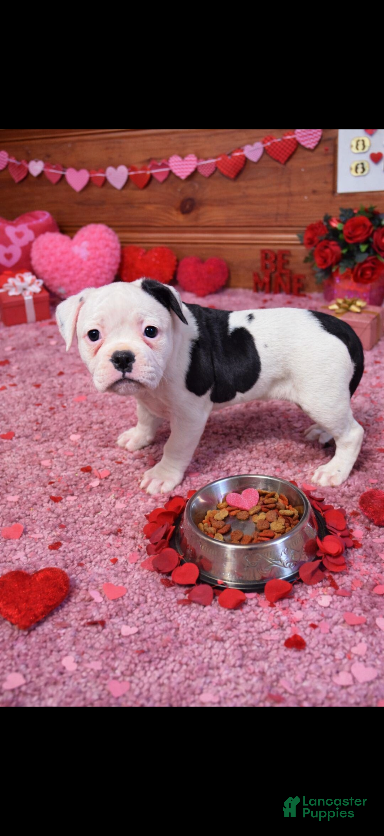 American Bulldog dogs Bella - Ad 9