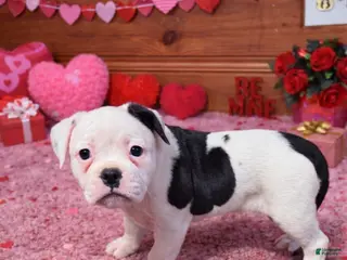 American Bulldog dogs Bella - Ad 9