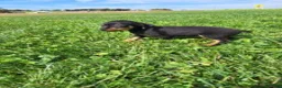 Miniature Pinscher dogs for sale: Male 3 - Ad 5