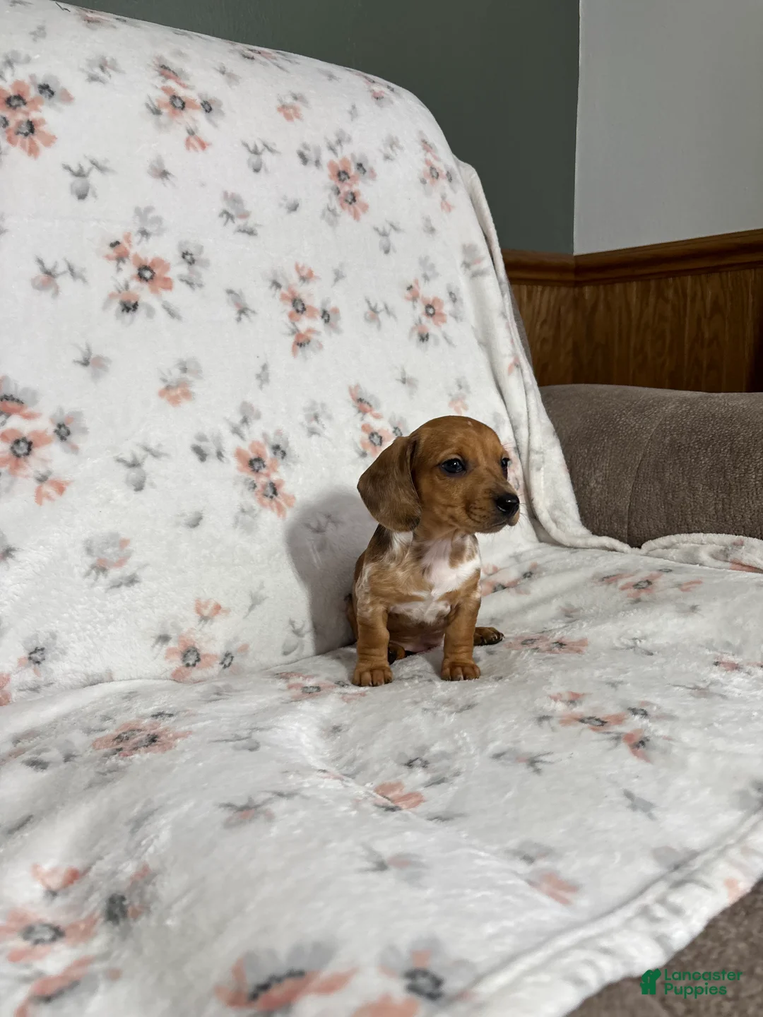 Miniature Dachshund dogs for sale: Miniature Dachshund Puppy 3 - Ad 14