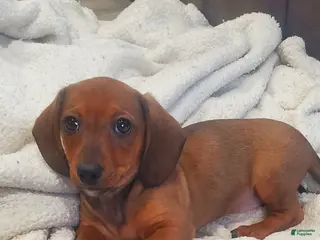 Miniature Dachshund dogs Tippy - Ad 23